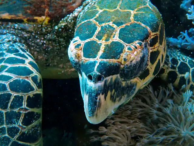 Underwater photograph by Joel Bergsma
