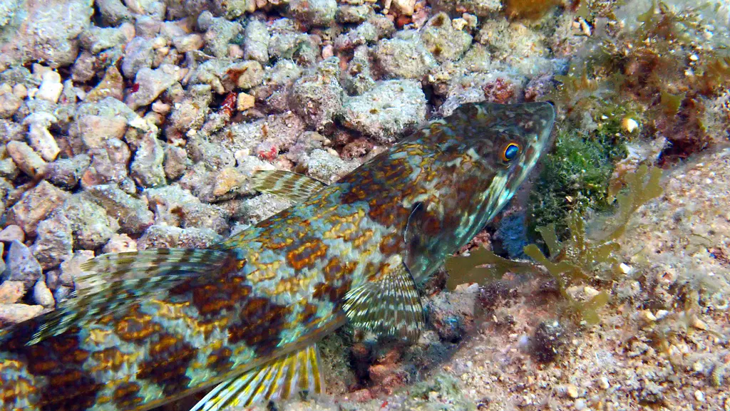 Underwater photograph by Joel Bergsma