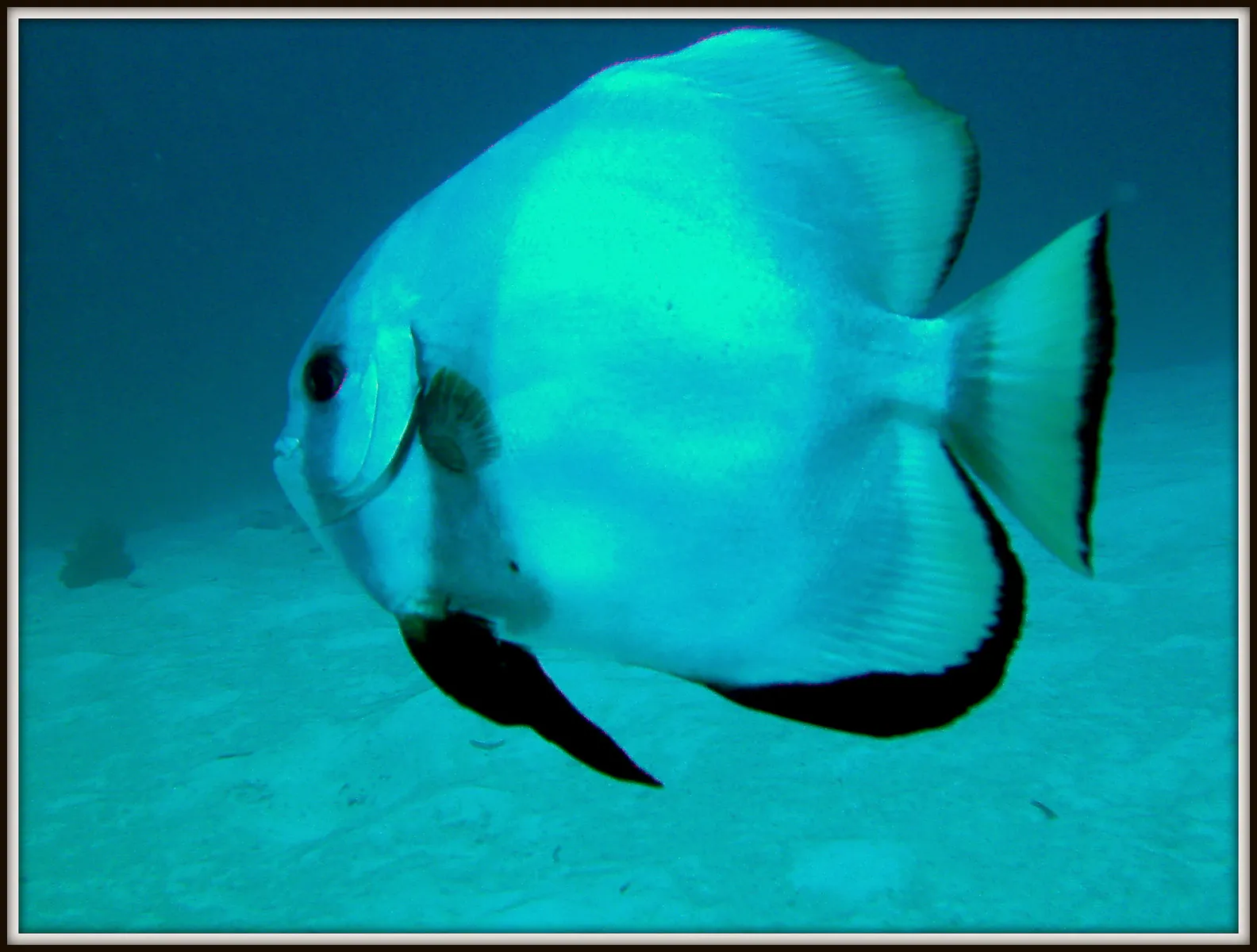Spadefish. See Gerald Allen, et al, Reef Fish Identification - Tropical Pacific (2003) at page 42.