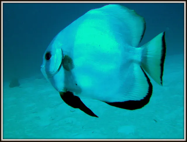 Spadefish. See Gerald Allen, et al, Reef Fish Identification - Tropical Pacific (2003) at page 42.