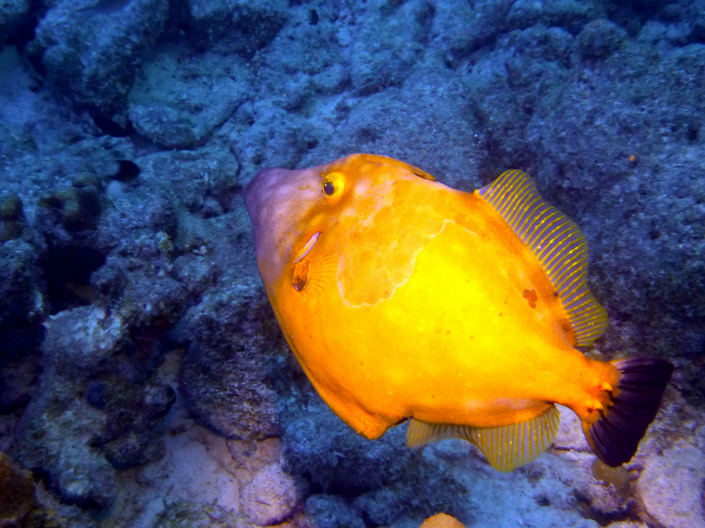 Filefish, Bonaire, 2013