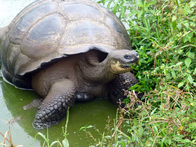 Tortoise on a private farm in Santa Cruz, adjoining the National Park.