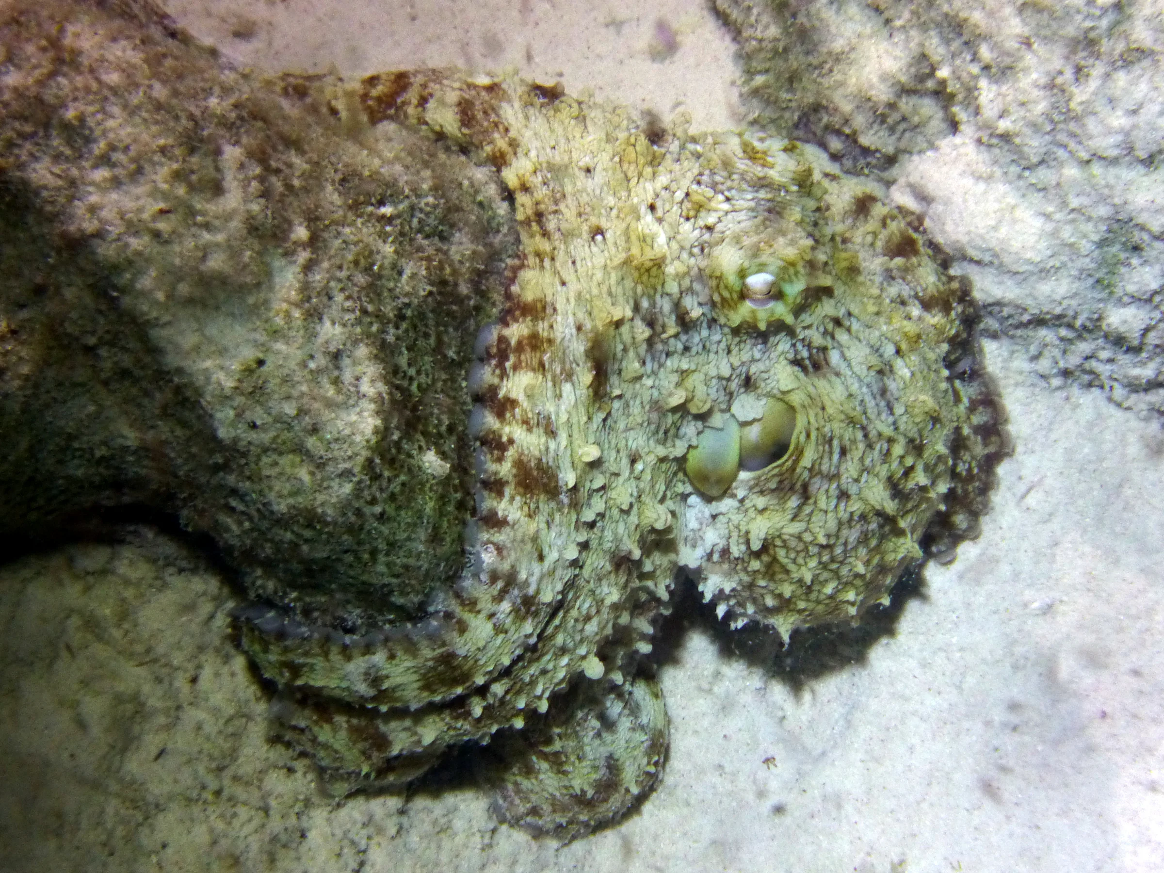 Octopus, Bonaire, 2013