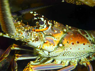 Underwater photograph by Joel Bergsma