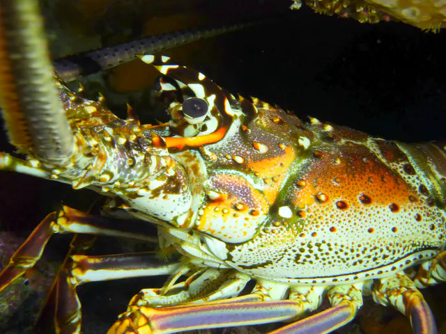 Underwater photograph by Joel Bergsma