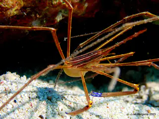 Underwater photograph by Joel Bergsma