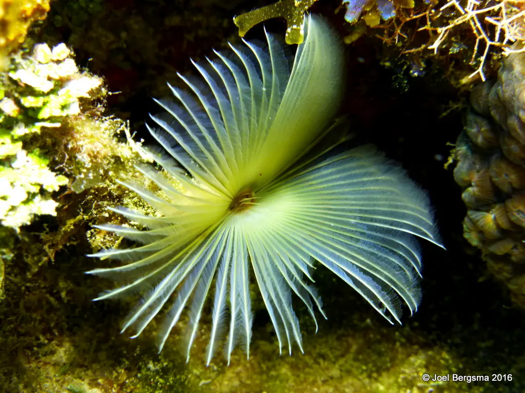 Feather Duster Worm, Cayman Islands, 2016