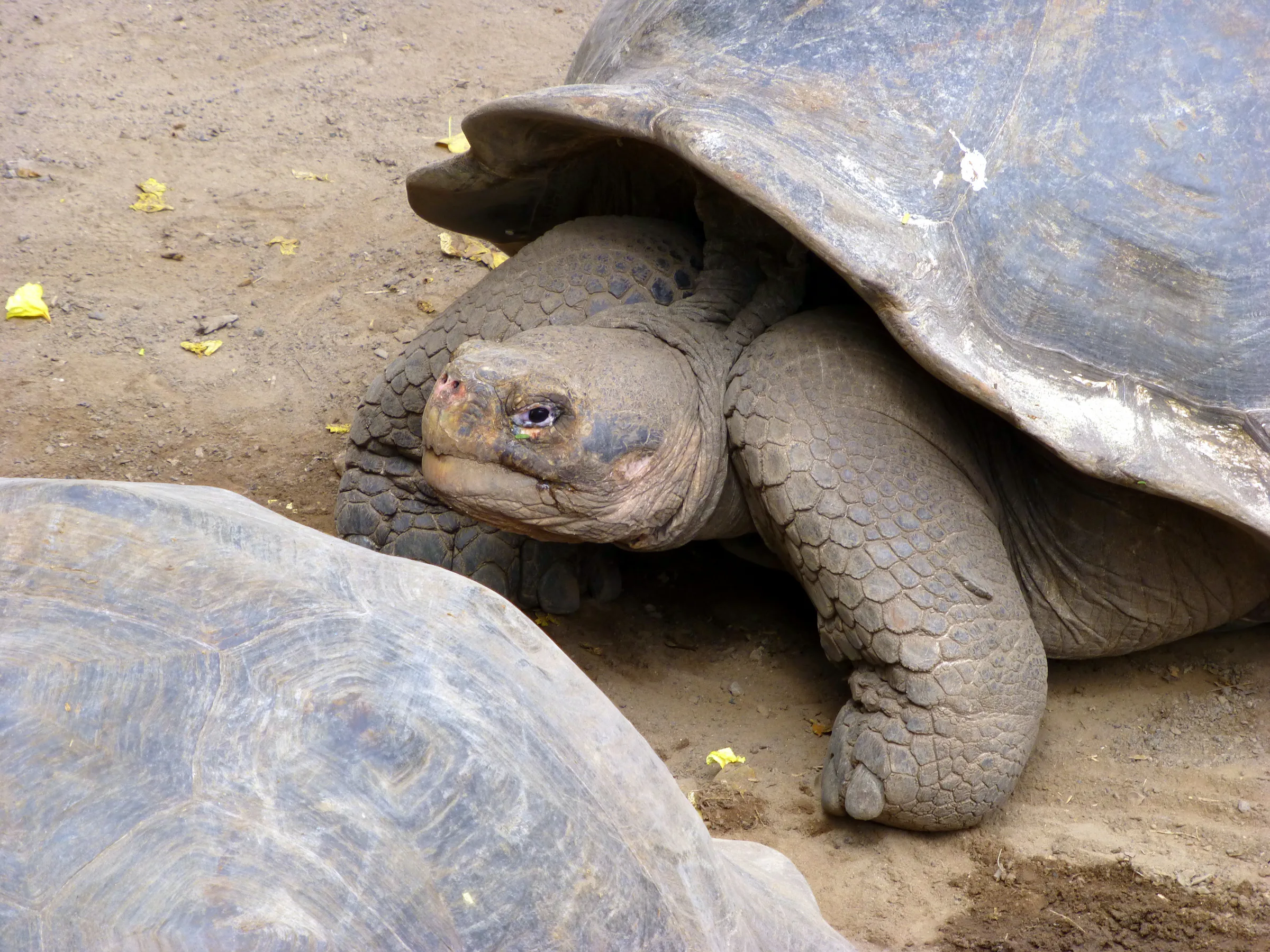 Juvenile Giant Tortoise