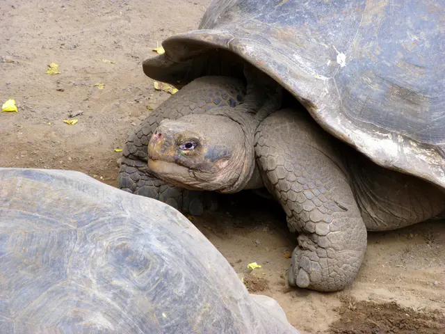 Juvenile Giant Tortoise