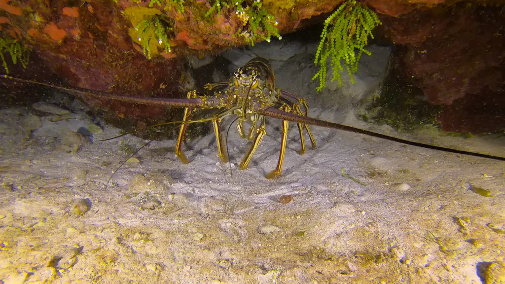 Lobster