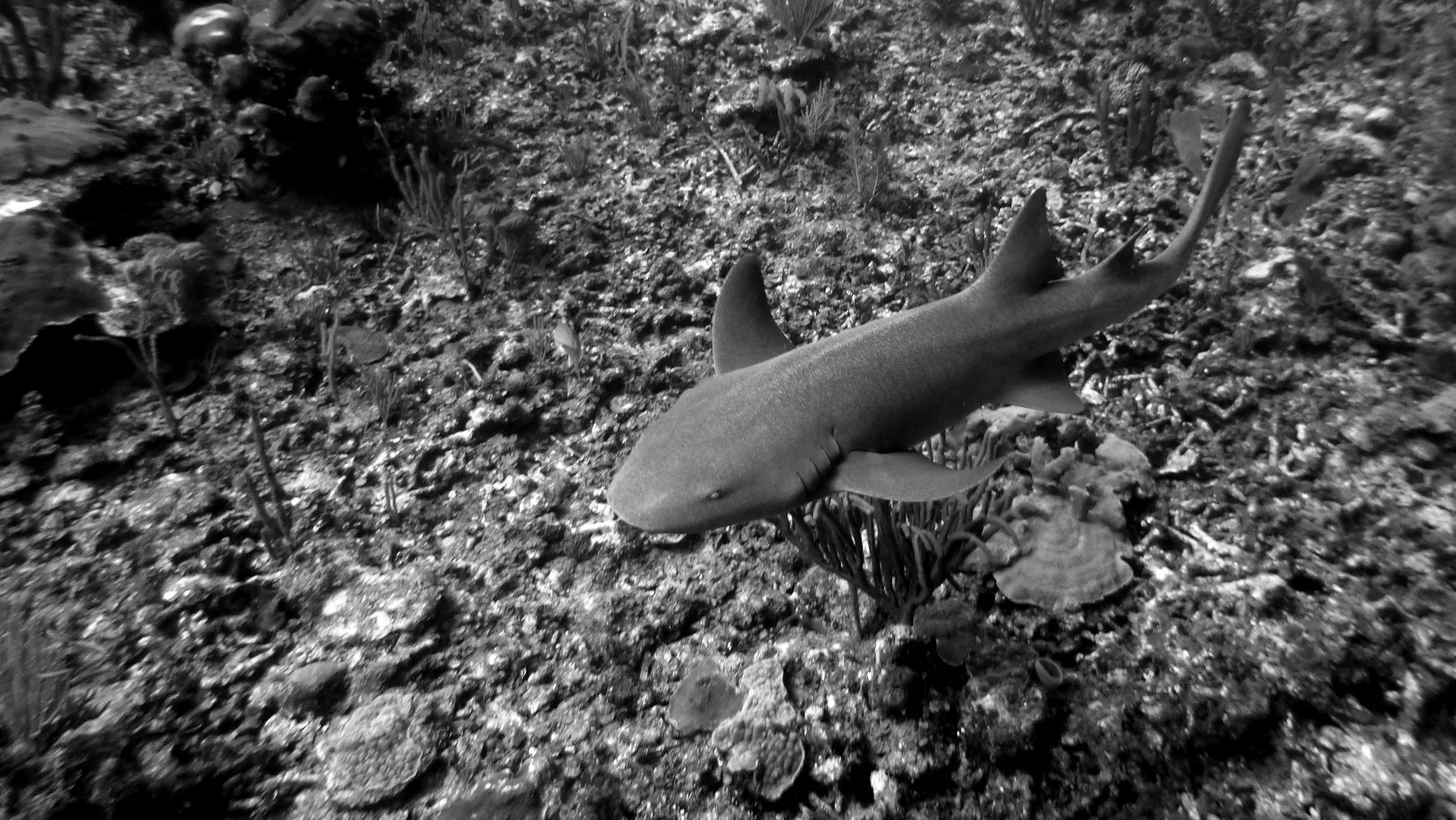 Nurse Shark, Belize, 2017