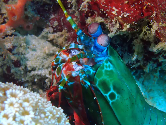 Underwater photograph by Joel Bergsma