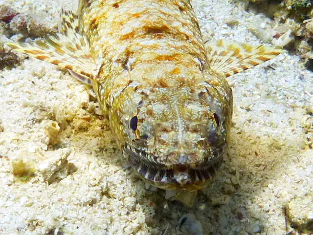 Underwater photograph by Joel Bergsma