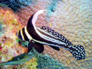 Underwater photograph by Joel Bergsma