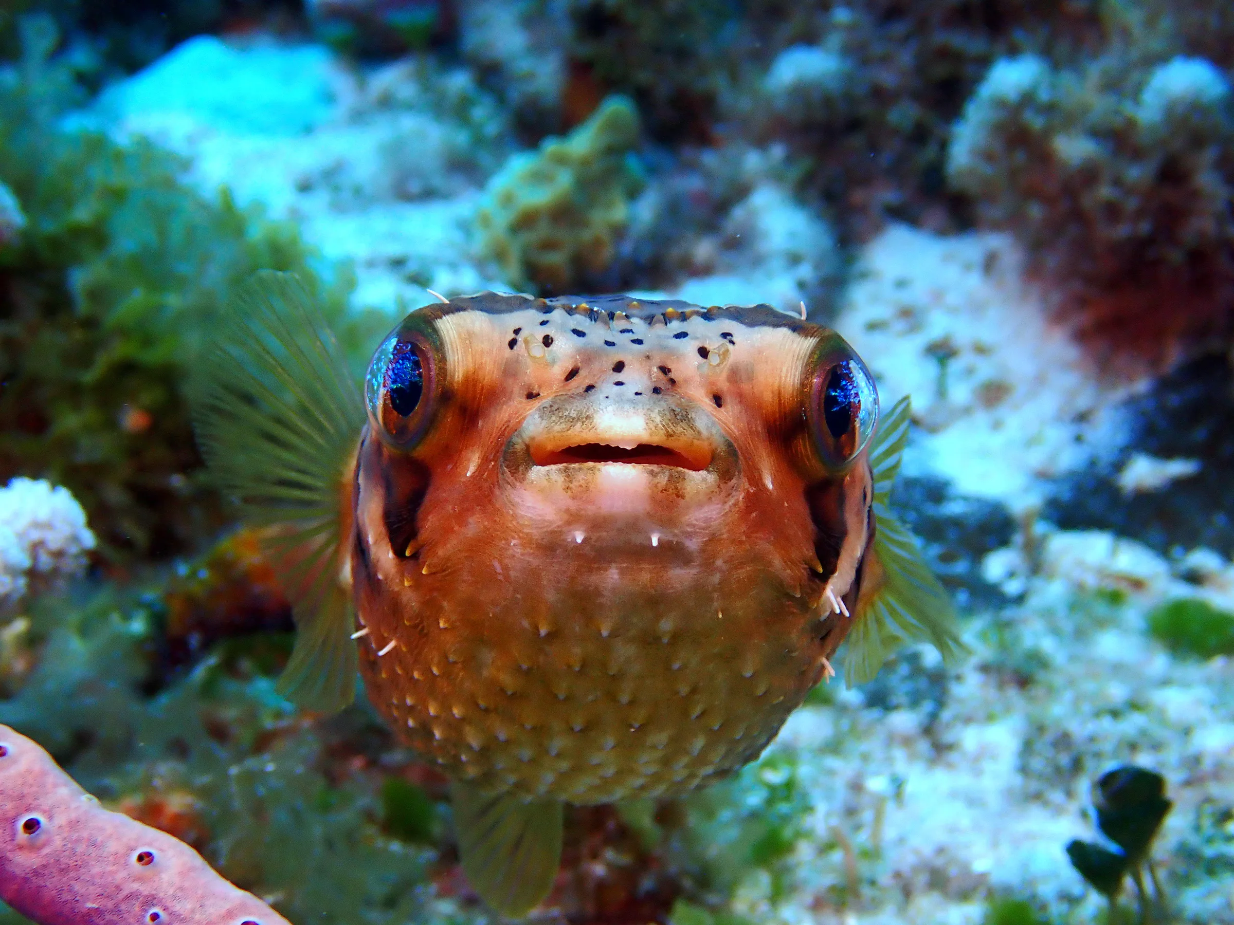 Cozumel underwater photograph, 2023