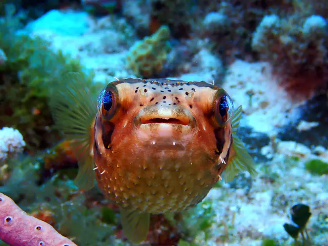 Underwater photograph by Joel Bergsma