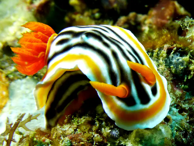 Underwater photograph by Joel Bergsma