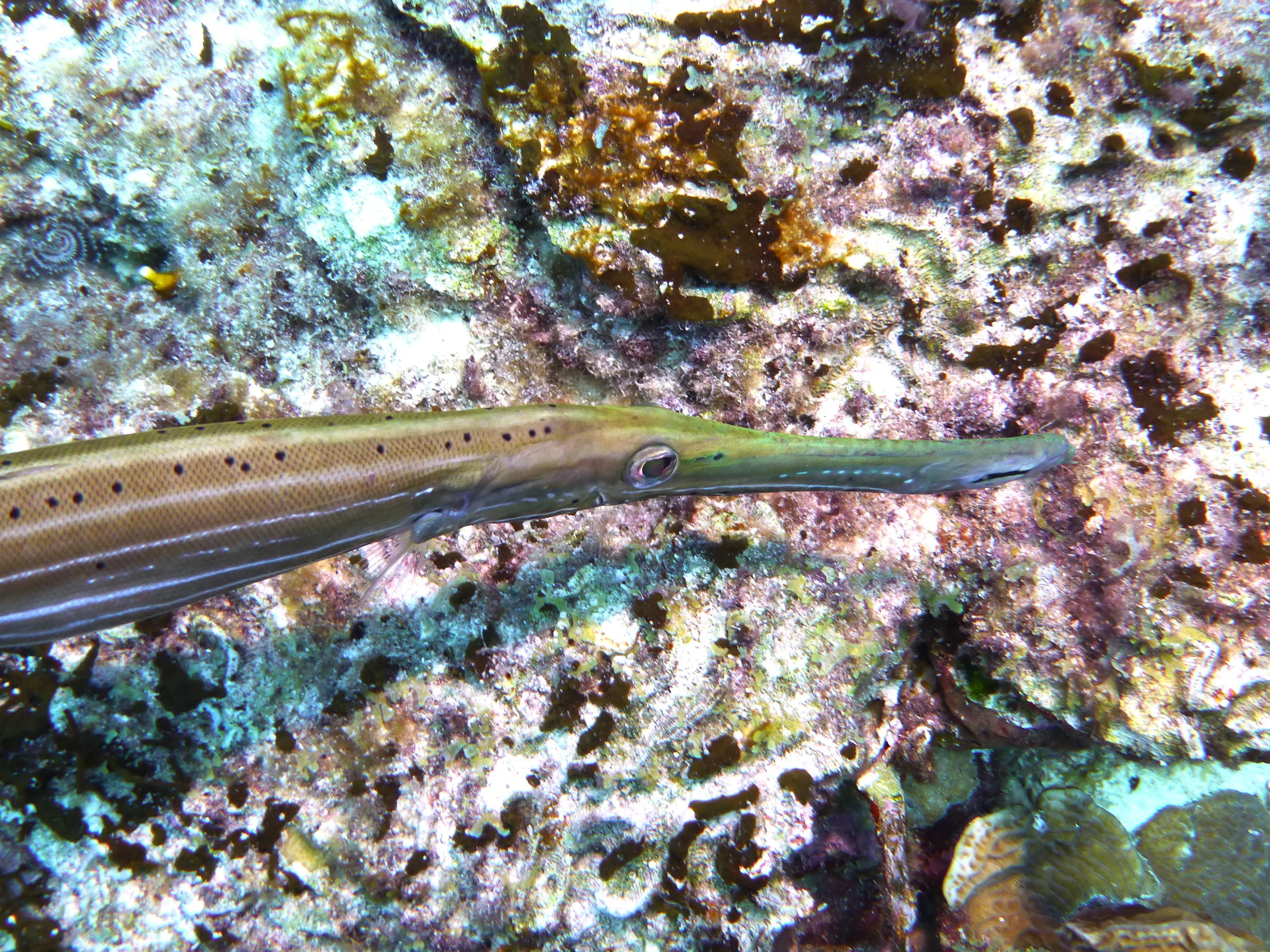Trumpetfish, Bonaire, 2013