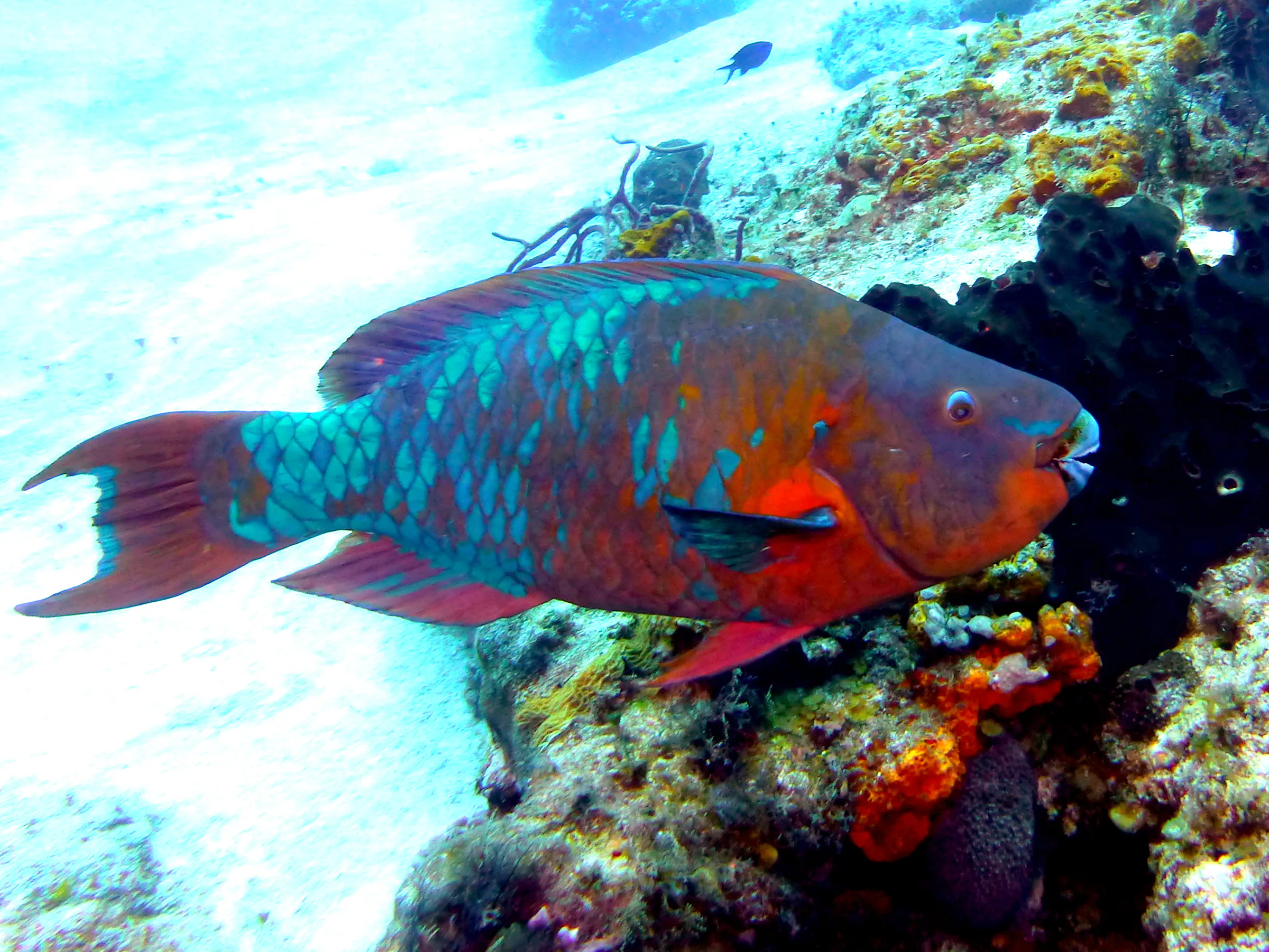 Parrotfish, Cozumel, 2013