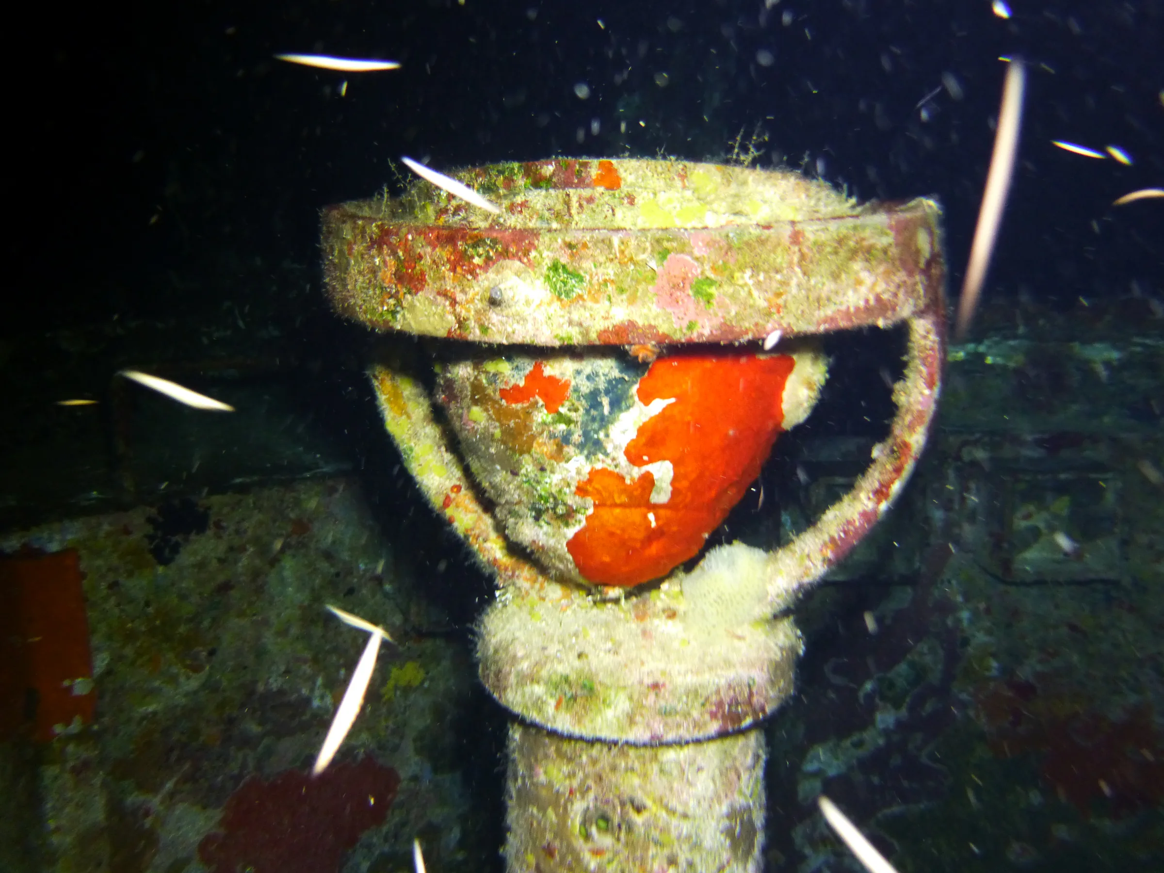 Cayman Islands underwater photograph, 2014