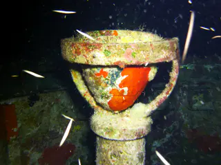 Underwater photograph by Joel Bergsma