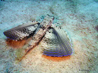 Underwater photograph by Joel Bergsma