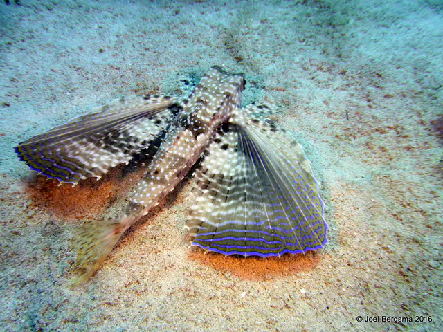 Underwater photograph by Joel Bergsma