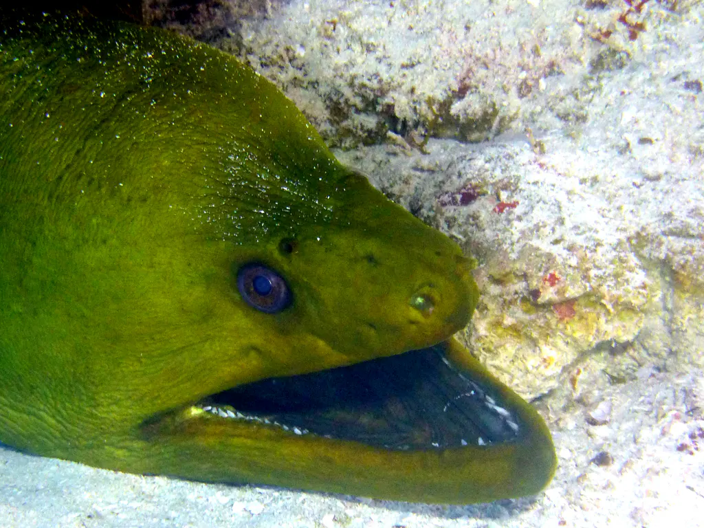 Underwater photograph by Joel Bergsma
