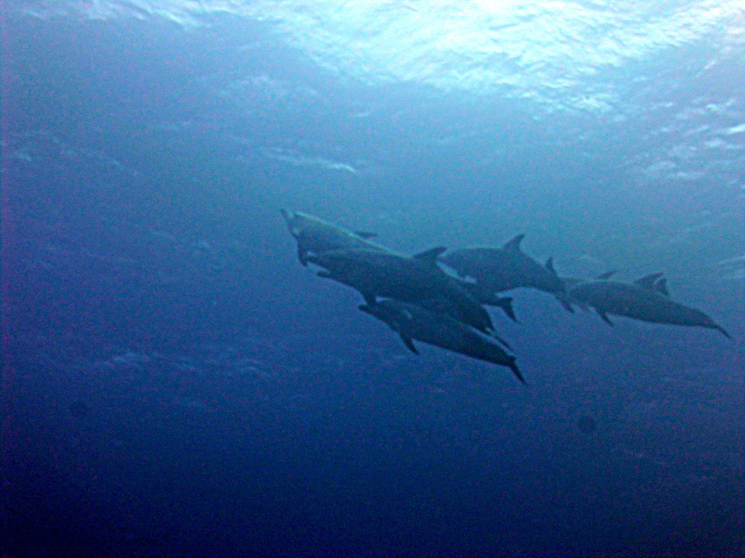 Dolphin, Belize, 2017