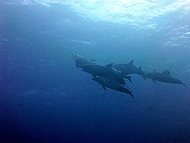 Underwater photograph by Joel Bergsma