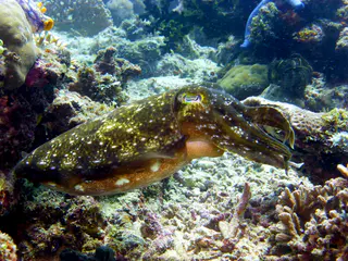 Underwater photograph by Joel Bergsma