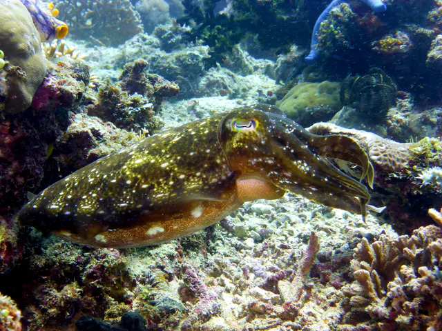 Underwater photograph by Joel Bergsma