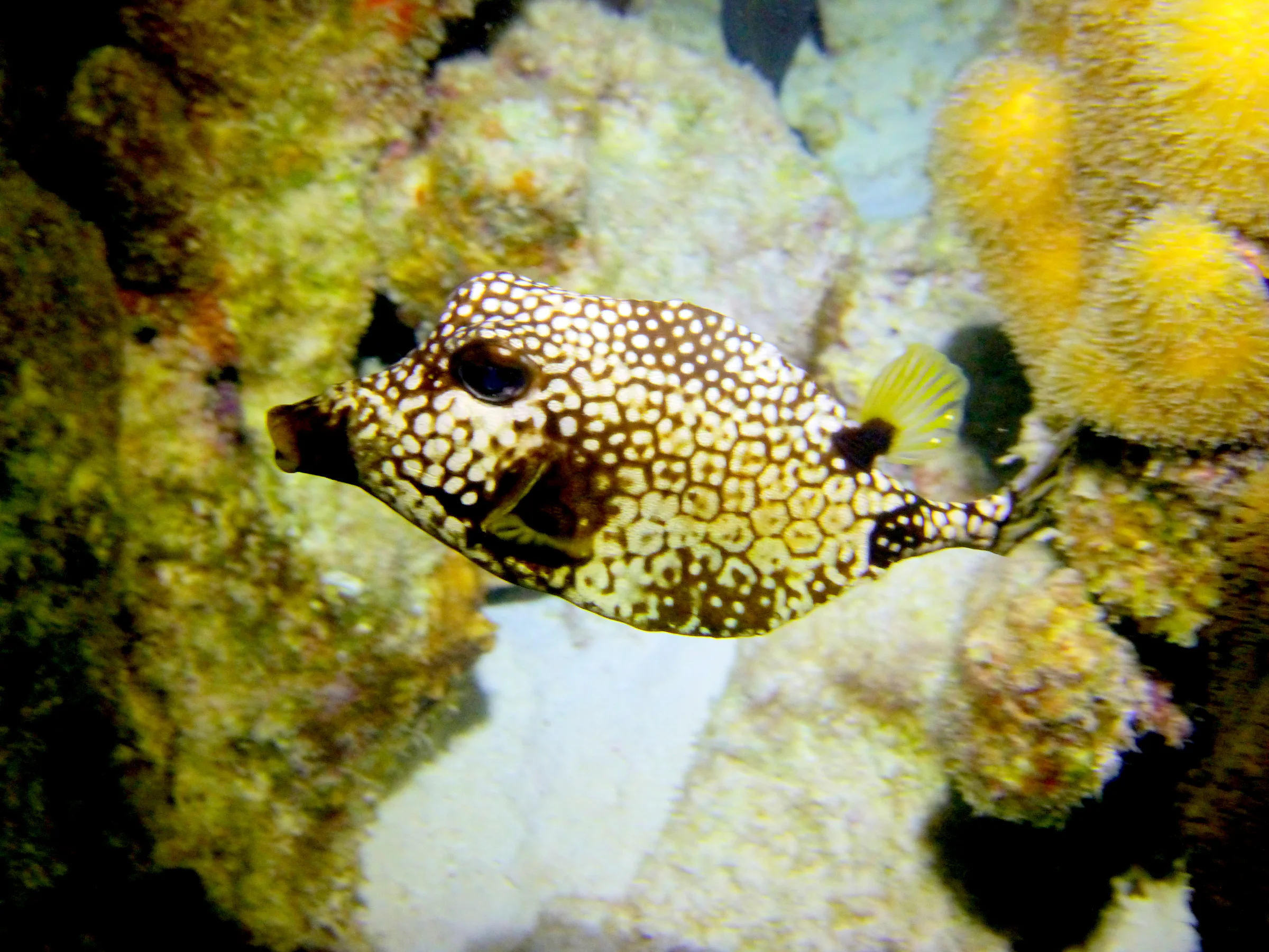 Bonaire underwater photograph, 2013