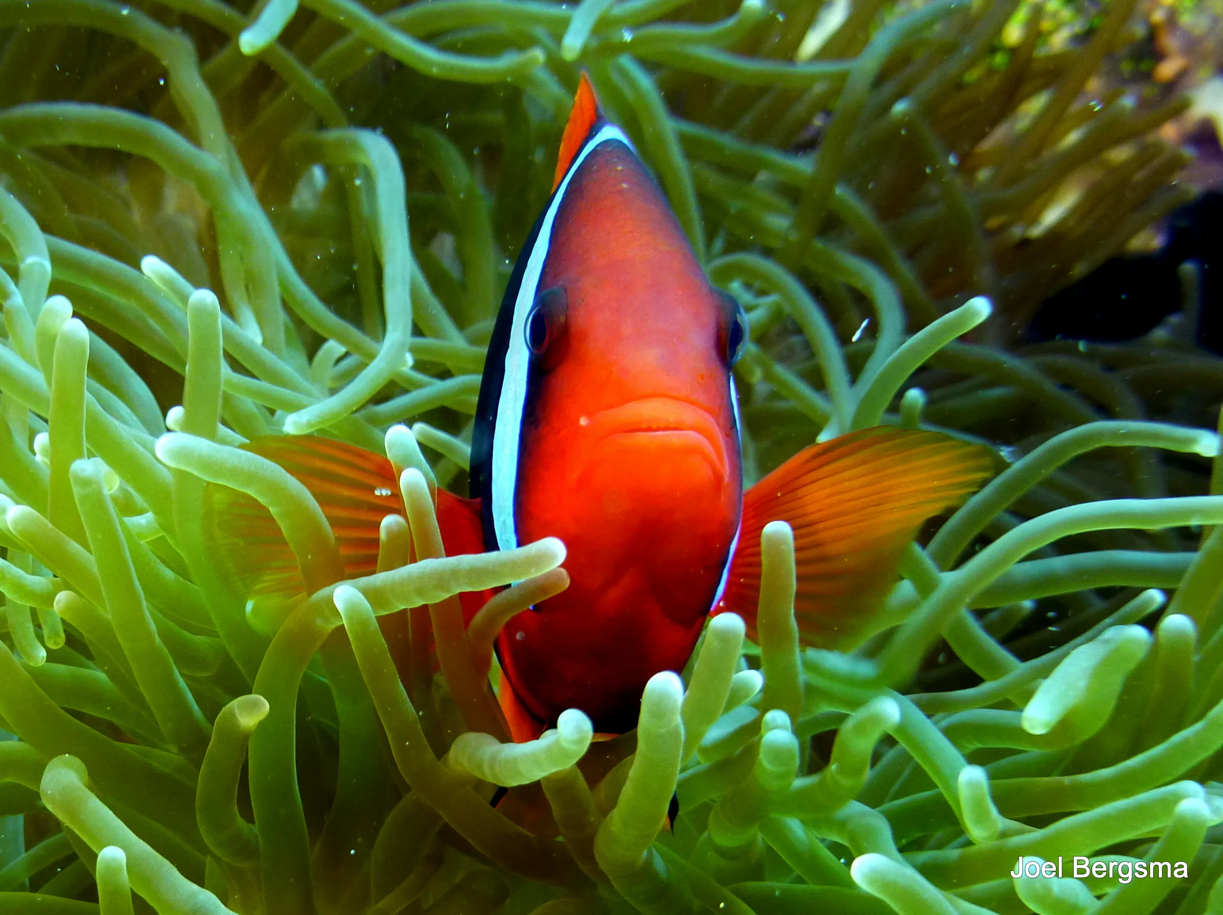 Anemonefish, Philippines, 2017