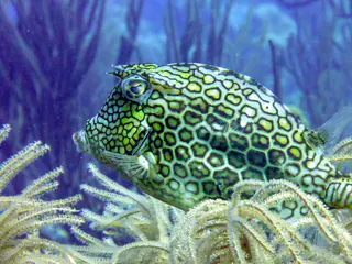 Underwater photograph by Joel Bergsma