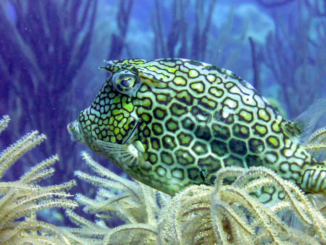 Underwater photograph by Joel Bergsma