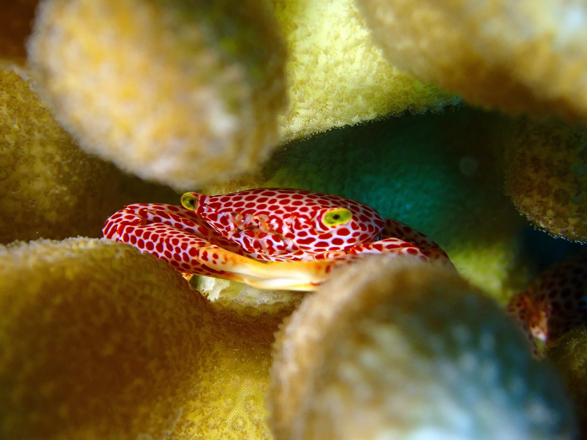 Palau underwater photograph, 2022