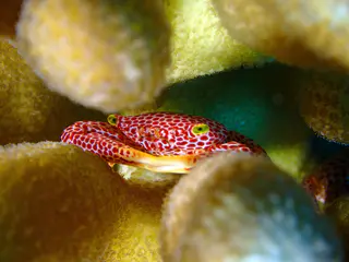 Underwater photograph by Joel Bergsma