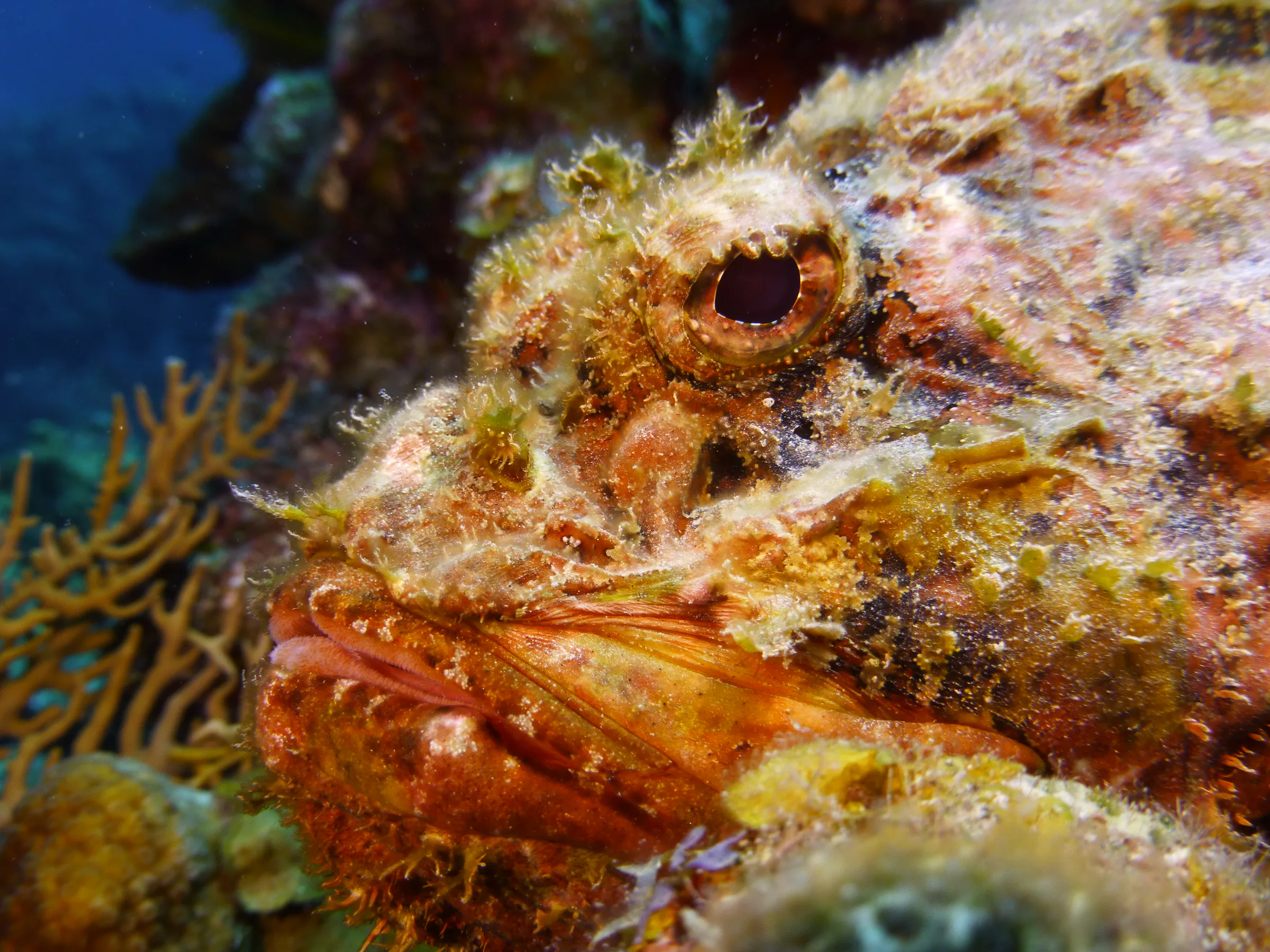 Scorpionfish, Belize, 2017