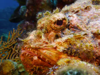 Underwater photograph by Joel Bergsma