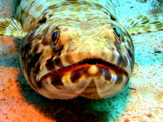Underwater photograph by Joel Bergsma