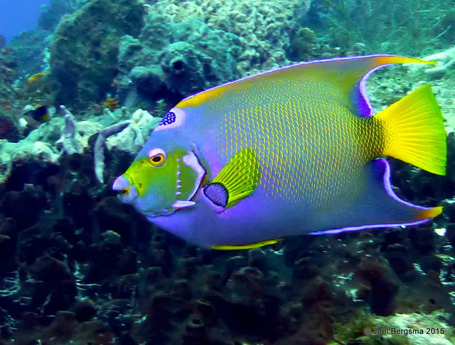 Underwater photograph by Joel Bergsma