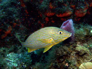 Bluestriped Grunt