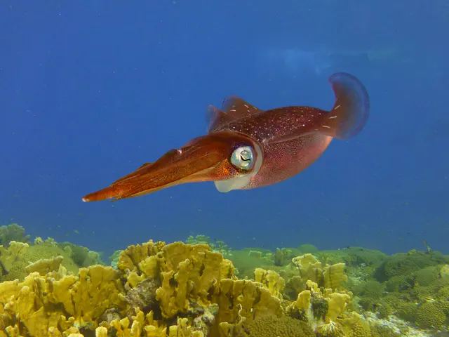 Underwater photograph by Joel Bergsma