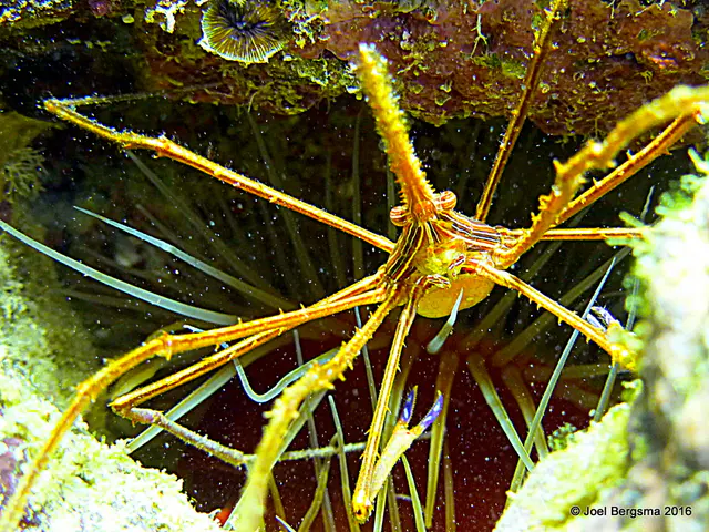 Underwater photograph by Joel Bergsma