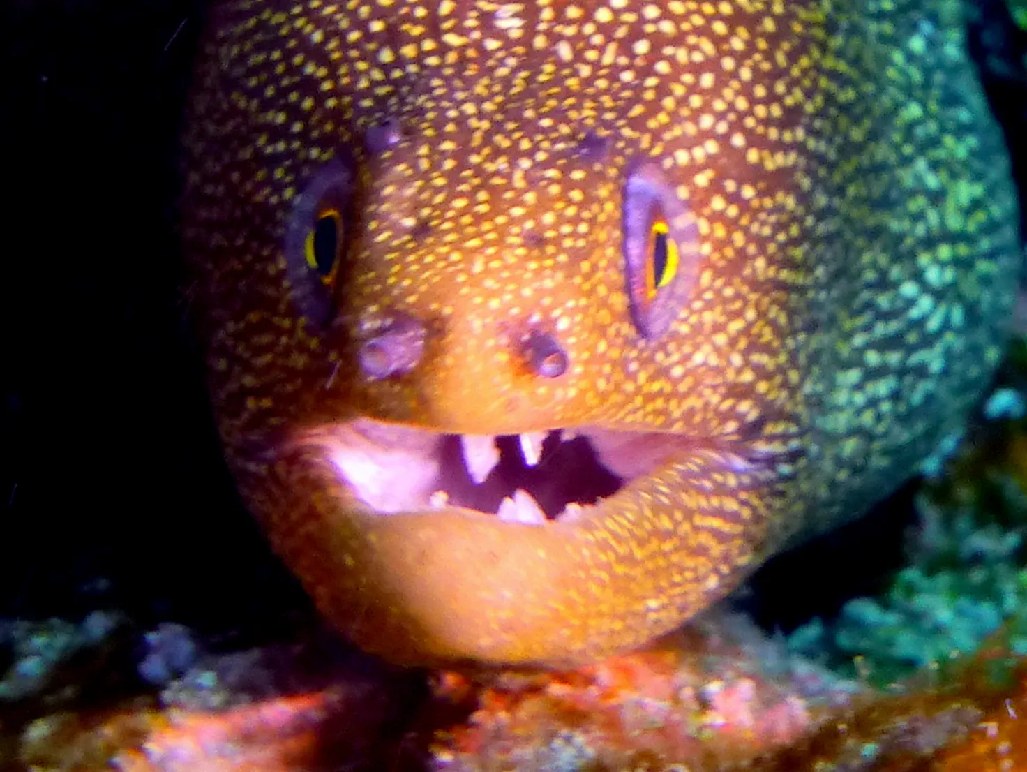 Goldentail Moray Eel, Bonaire, 2013