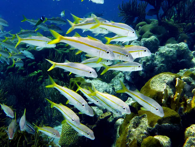 Underwater photograph by Joel Bergsma