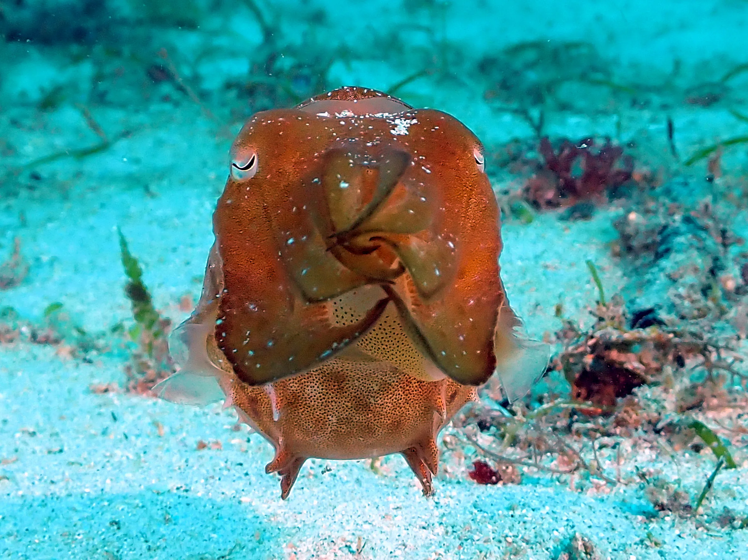 Philippines underwater photograph, 2024