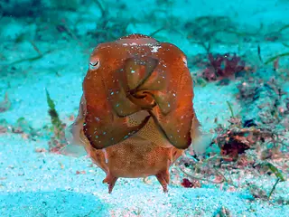 Underwater photograph by Joel Bergsma