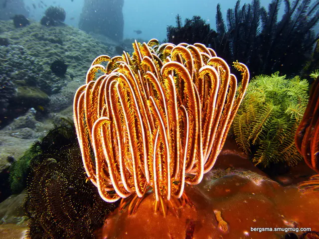 Underwater photograph by Joel Bergsma